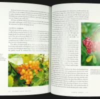 Beth Chatto's WOODLAND GARDEN &ndash; Shade-Loving Plants for Year-Round Interest