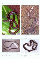VENOMOUS SNAKES OF ASIA / Giftschlangen Asiens