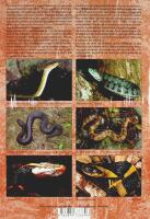 VENOMOUS SNAKES OF ASIA / Giftschlangen Asiens