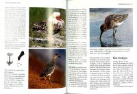 NYA SVENSKA F&Aring;GELBOKEN &ndash; En handbok om alla i Sverige f&ouml;rekommande f&aring;glar