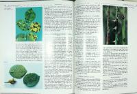 ROSOR F&Ouml;R NORDISKA TR&Auml;DG&Aring;RDAR &ndash; Del 2: Rosval, anv&auml;ndning, sk&ouml;tsel