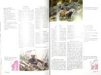 D&Auml;GGDJUREN I NORDEN