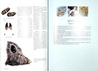 D&Auml;GGDJUREN I NORDEN