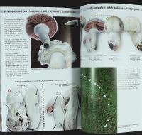 SVAMPAR &ndash; du kan &auml;ta