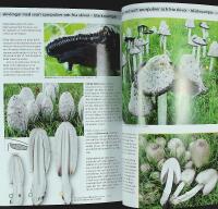 SVAMPAR &ndash; du kan &auml;ta