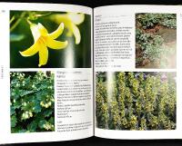 VARJOKASVIT &ndash; Runsautta ja hehkua puutarhaan