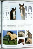 H&Auml;STAR &ndash; En Encyklopedi f&ouml;r ryttare och andra h&auml;stv&auml;nner