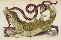 AFFINITIES &ndash; A Journey Through Images from The Public Domain Review