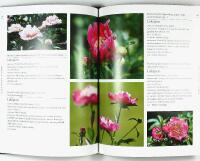 PIONER &ndash; Fr&aring;n bondpioner till kinesiska sk&ouml;nheter