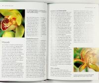 ORKID&Eacute;ER &ndash; Expertens b&auml;sta r&aring;d och tips