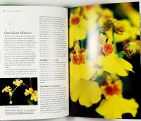 ORKID&Eacute;ER &ndash; Expertens b&auml;sta r&aring;d och tips