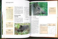 VILDSVIN &ndash; Milj&ouml; &bull; Viltv&aring;rd &bull; Jakt