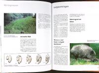 VILDSVIN &ndash; Milj&ouml; &bull; Viltv&aring;rd &bull; Jakt