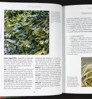 DEN &Oslash;KOLOGISKE HAVE &ndash; Dyrkning af gr&oslash;ntsager, frugt og b&aelig;r, krydderurter og blomster