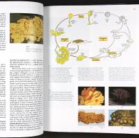BIOLOGY OF PLANTS