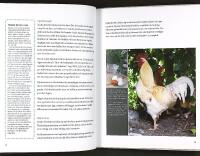 B&Ouml;RJA MED H&Ouml;NS