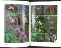 SL&Auml;KTET KLEMATIS