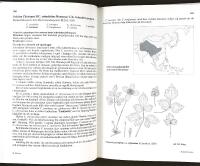 SL&Auml;KTET KLEMATIS