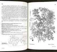 SL&Auml;KTET KLEMATIS