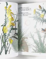 SKOGENS TR&Auml;D & BUSKAR