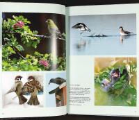 B&Ouml;RJA SK&Aring;DA F&Aring;GEL