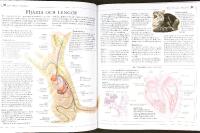 Bonniers stora KATTLEXIKON