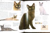 Bonniers stora KATTLEXIKON