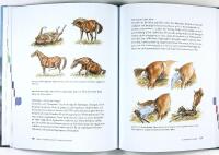 HÄSTEN –– Beteende • Utfodring • Fysiologi • Anatomi