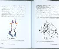HÄSTEN –– Beteende • Utfodring • Fysiologi • Anatomi