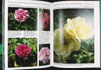 A Celebration of OLD ROSES