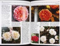 A Celebration of OLD ROSES