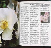 A Celebration of OLD ROSES