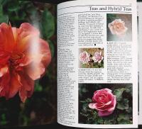 A Celebration of OLD ROSES