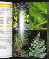 FLORA of the AZORES – A Field Guide