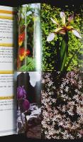 FLORA of the AZORES – A Field Guide