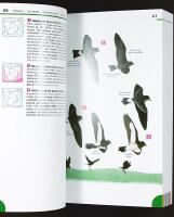 Newman's BIRDS of SOUTHERN AFRICA