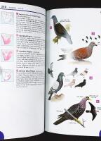 Newman's BIRDS of SOUTHERN AFRICA