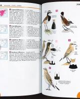 Newman's BIRDS of SOUTHERN AFRICA