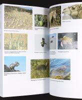 FUERTEVENTURA &ndash;&nbsp;&Ouml;verraskningarnas &ouml;