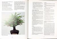 B&Ouml;RJA MED BONSAI &ndash; Odla dina egna miniatyrtr&auml;d