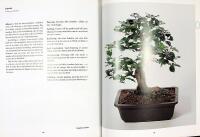 B&Ouml;RJA MED BONSAI &ndash; Odla dina egna miniatyrtr&auml;d