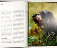 JAKT MED DRIVANDE SM&Aring;HUNDAR &ndash; Drever, beagle, tax & basset