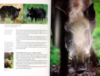 VILDSVIN &ndash; Beteende och jakt