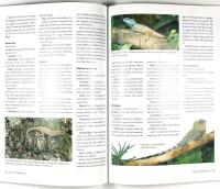 ORMAR &Ouml;DLOR SK&Ouml;LDPADDOR och andra djur i terrariet