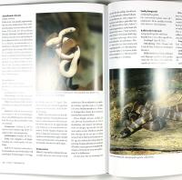 ORMAR &Ouml;DLOR SK&Ouml;LDPADDOR och andra djur i terrariet