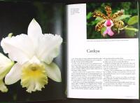 ORKID&Eacute;ER &ndash; En f&ouml;r&auml;lskelse