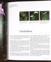 ORKID&Eacute;ER &ndash; En f&ouml;r&auml;lskelse