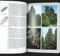 TREES of Britain and Europe &ndash; A Photographic Field Guide