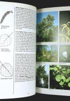 TREES of Britain and Europe &ndash; A Photographic Field Guide