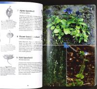 FLOWERING PLANTS AND FERNS OF ICELAND